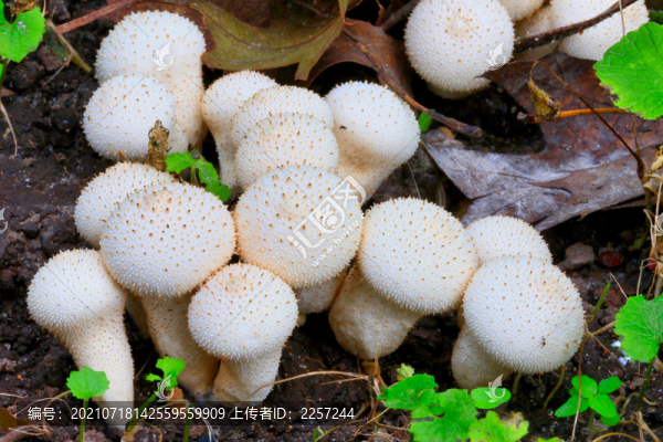 野生菌與蘑菇