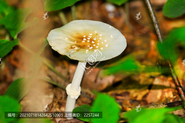 野生菌與蘑菇