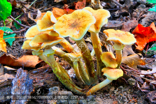 野生菌與蘑菇