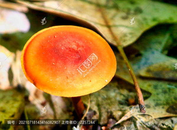 野生菌與蘑菇