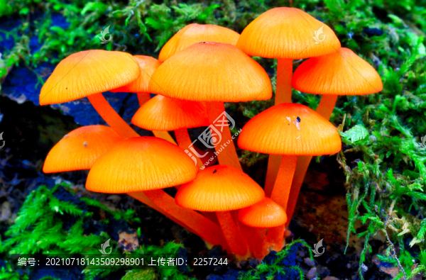 野生菌與蘑菇