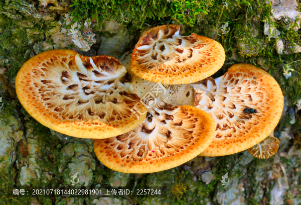 野生菌與蘑菇