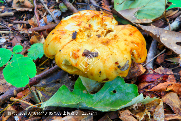 野生菌與蘑菇