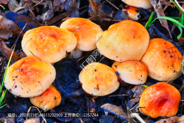 野生菌與蘑菇