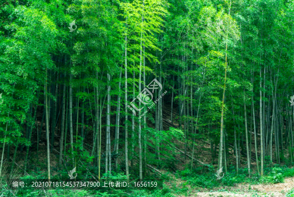 竹林