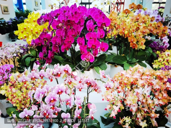 蝴蝶花