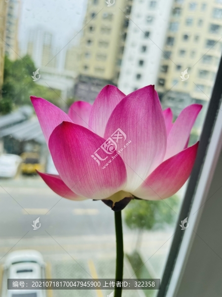 碗蓮