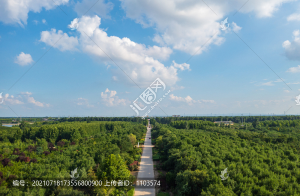 航拍東營大王林場