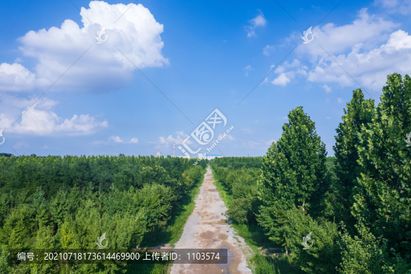 航拍東營大王林場