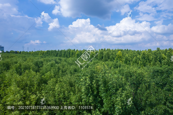 航拍東營大王林場