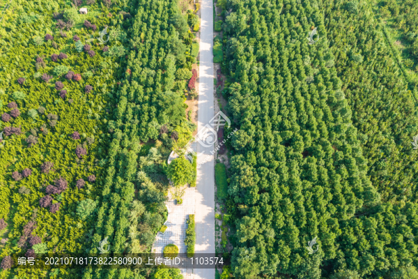 航拍東營大王林場