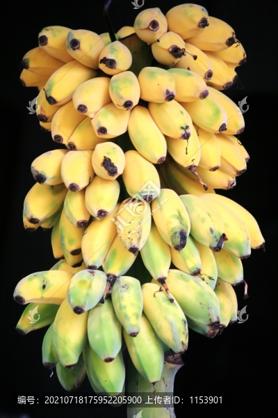 香蕉