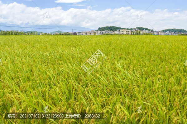 稻田