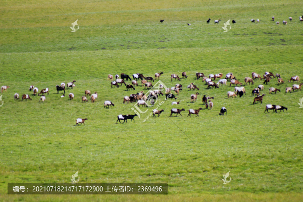 夏季牧場