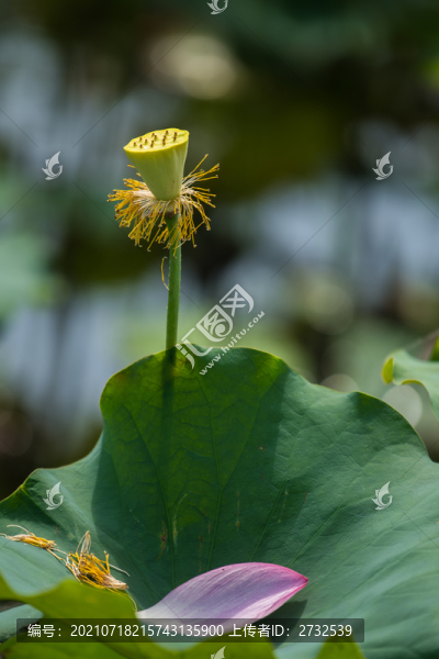 荷花