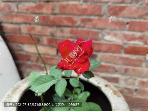 玫瑰花