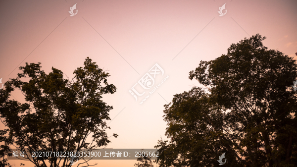 樹(shù)