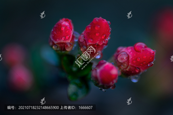 梅花