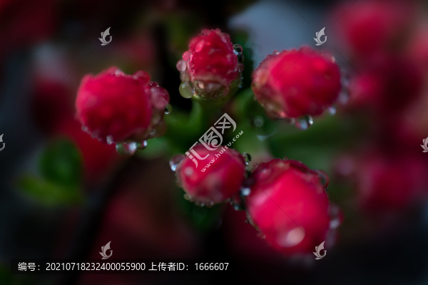 海棠花
