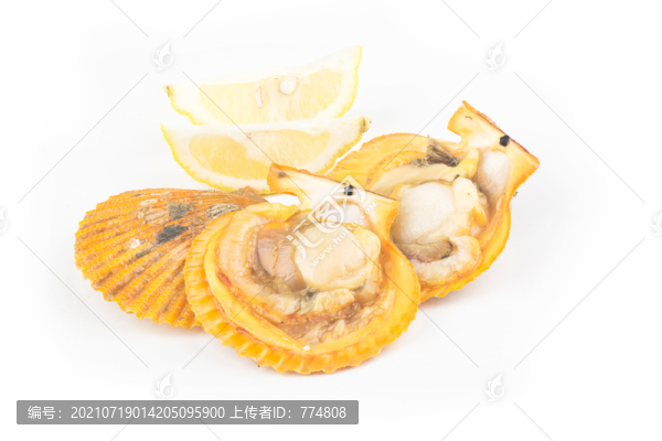 扇貝