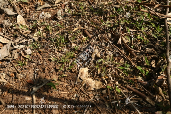 羊屎