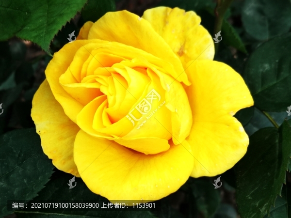 月季花
