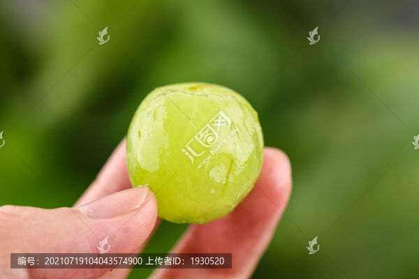 陽光玫瑰葡萄