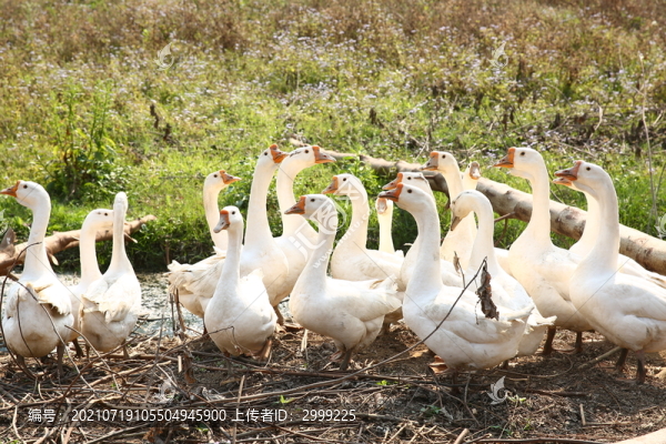 鵝