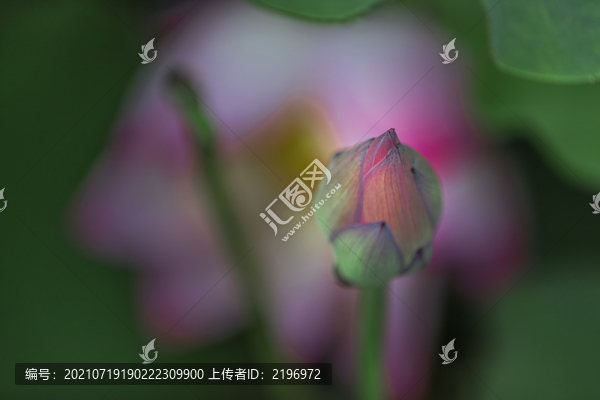紅荷花映襯骨朵圖