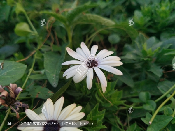 高清白色百日菊圖片