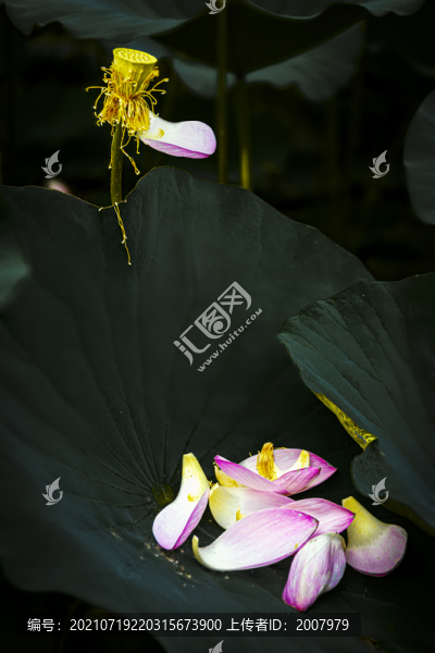 荷花
