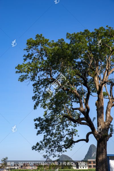 陽(yáng)光藍(lán)天綠樹夏天天空