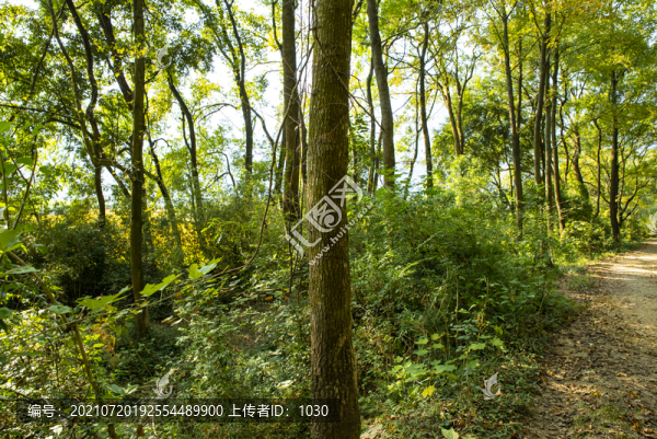 陽光森林小路