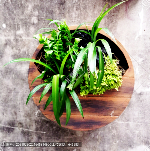 綠色植物