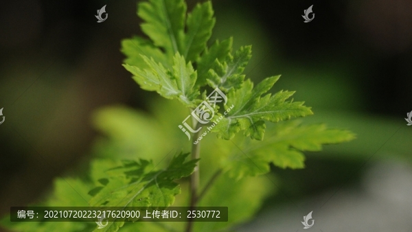 野菊
