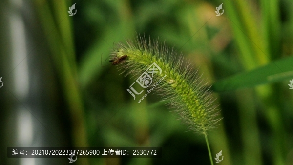 狗尾草