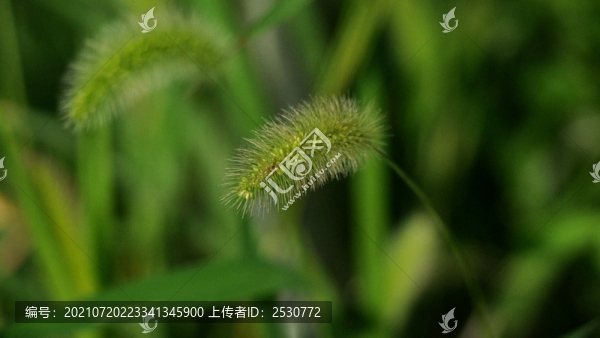 狗尾草