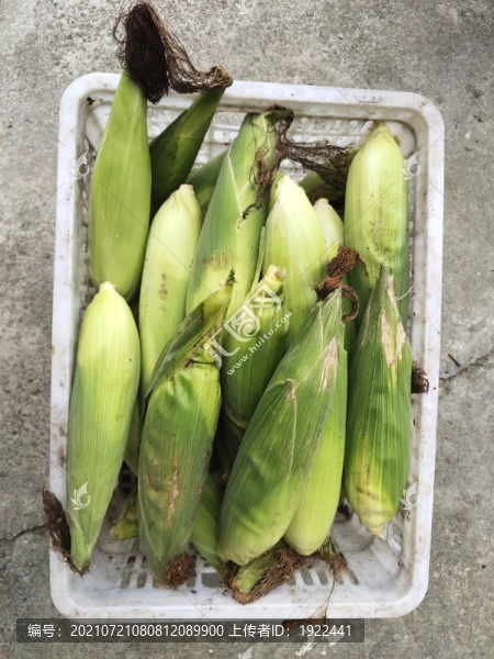 一筐玉米棒