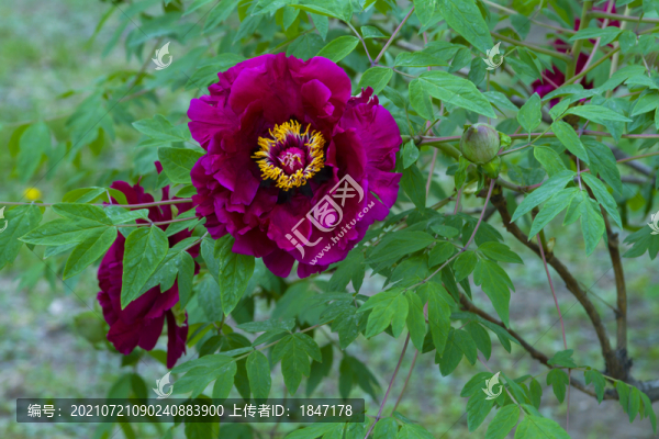 牡丹花