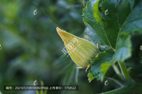 南瓜花