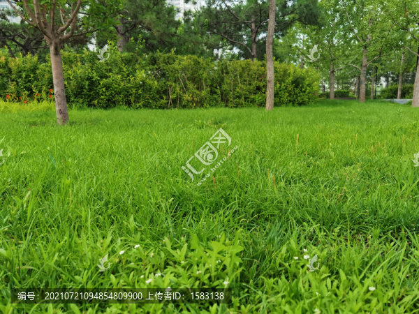 地毯草