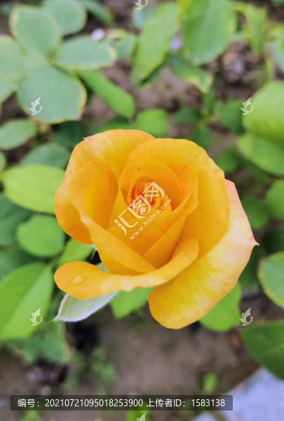 月季花