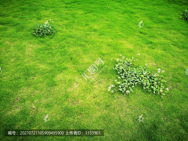 綠草地