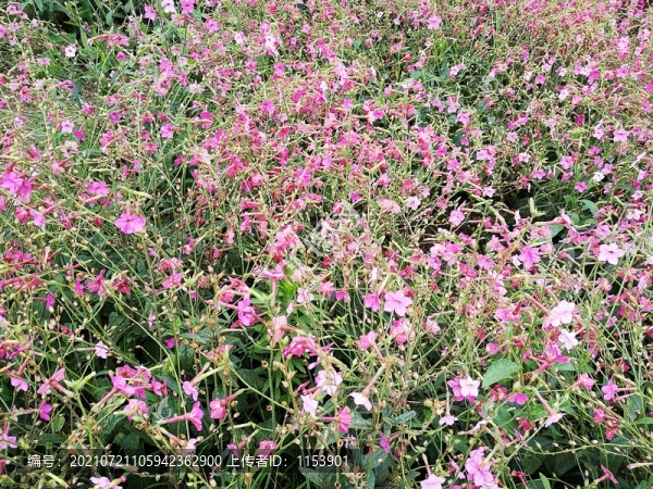 花煙草