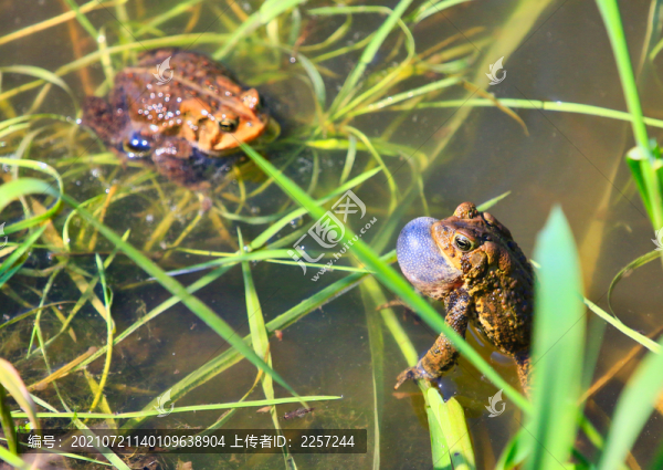 癩蛤蟆與蟾蜍