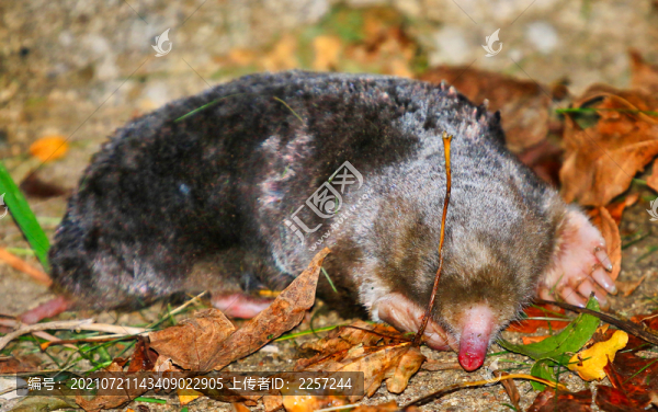鼴鼠與動物