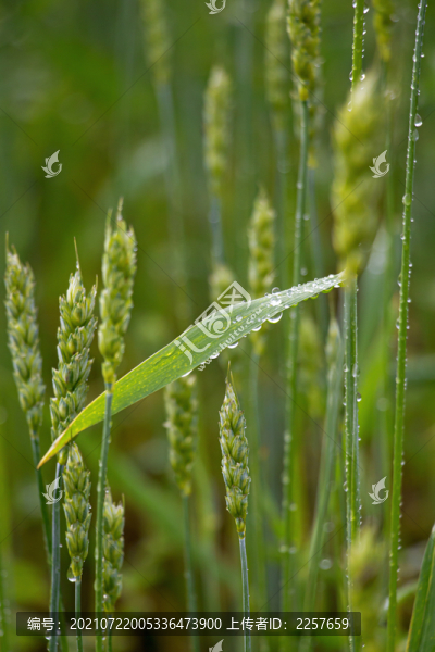 雨后的小麥