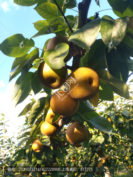 陽光梨園蜜梨素材