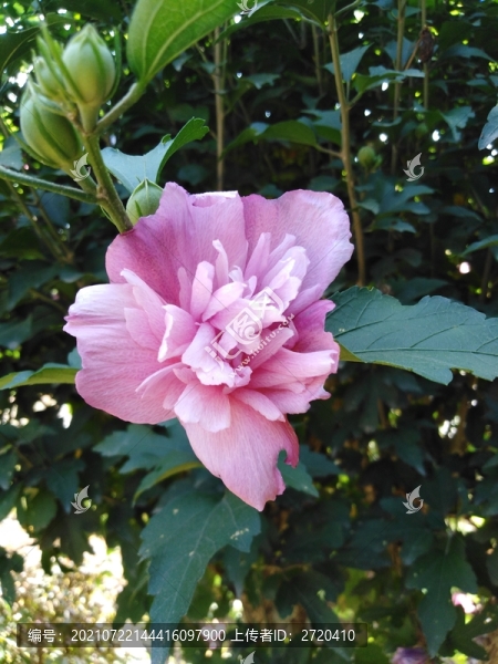 木槿