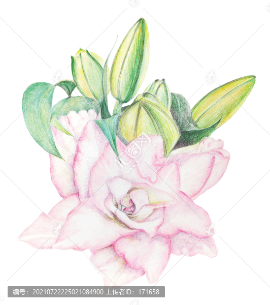 百合花手繪插畫